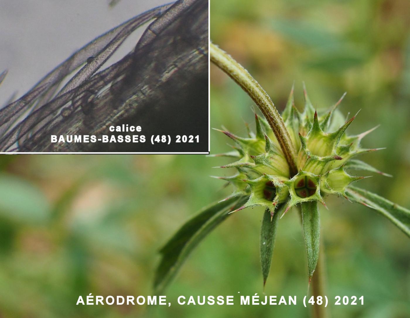 Hemp-Nettle, Narrow-leaved fruit